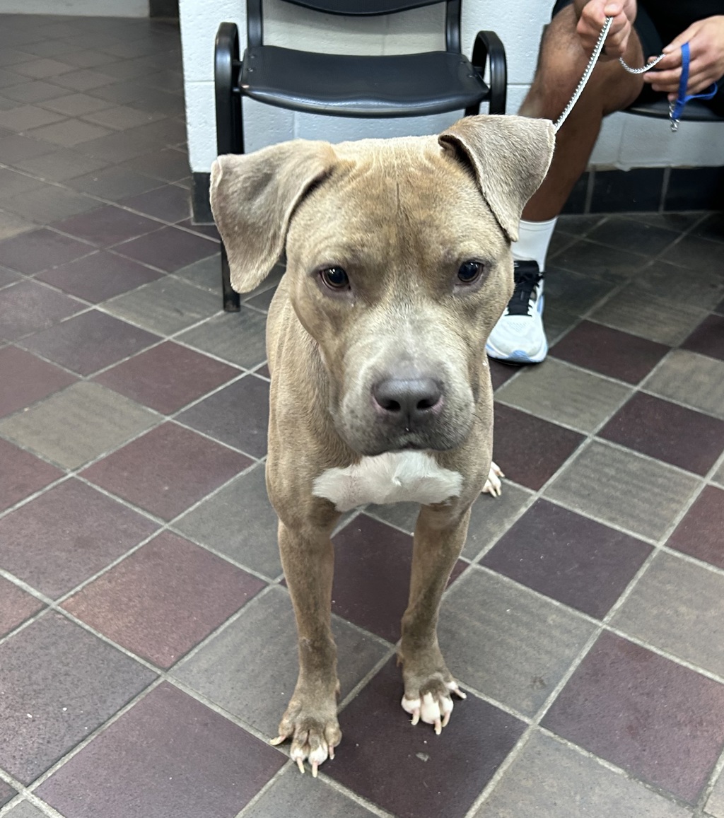 Shelter Stray Male Dog last seen East River around 105th, NEW YORK, NY, 10029, 326 E 110th St, New York, NY 10029, USA