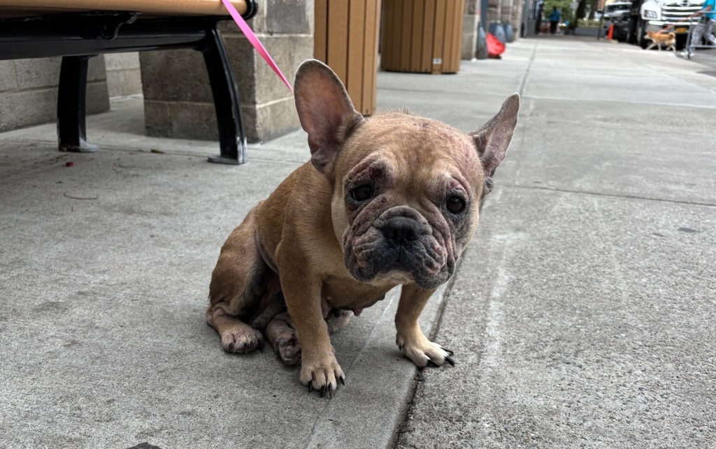 Shelter Stray Female Dog last seen Near E 112 Street, NEW YORK, NY, 10031, 326 E 110th St, New York, NY 10029, USA
