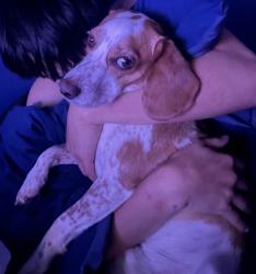 Reunited Male Dog last seen Brookcrest & Century Park, Garland, TX 75040