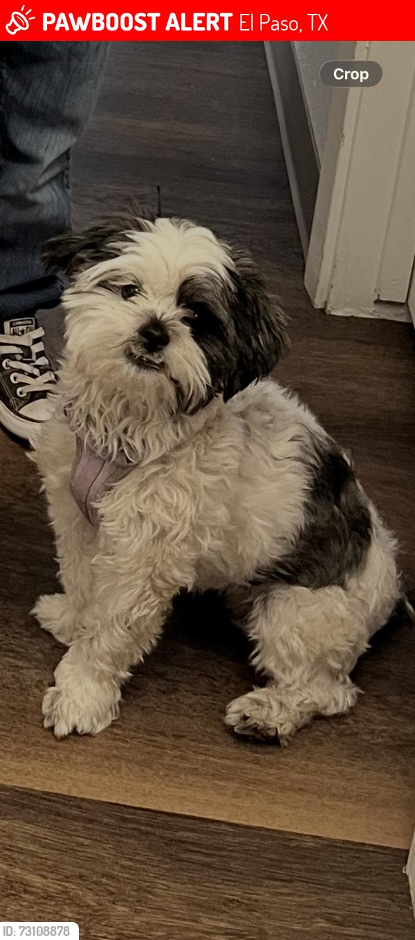 Lost Female Dog last seen Jc machuca, El Paso, TX 79922