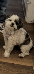Lost Female Dog last seen Jc machuca, El Paso, TX 79922