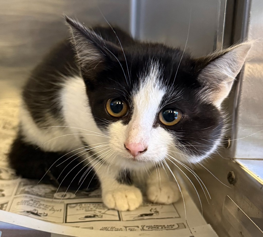 Shelter Stray Male Cat last seen Near Murdell Ln., LIVERMORE, CA, 94550, 8323 Baldwin St, Oakland, CA 94621, USA