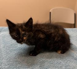 Shelter Stray Female Cat last seen Near Montecito Circle, LIVERMORE, CA, 94551, 8323 Baldwin St, Oakland, CA 94621, USA