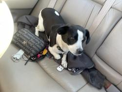 Reunited Female Dog last seen Boston Rd & Fargo St, Springfield, MA 01105