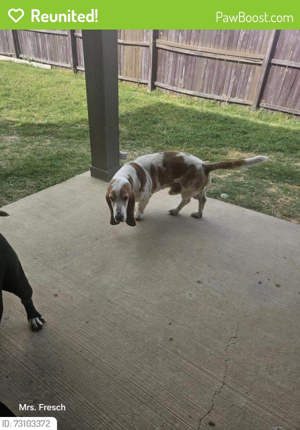 Reunited Male Dog last seen Near Bindweed Street, Fort Worth, TX 76123, USA, Fort Worth, TX 76123