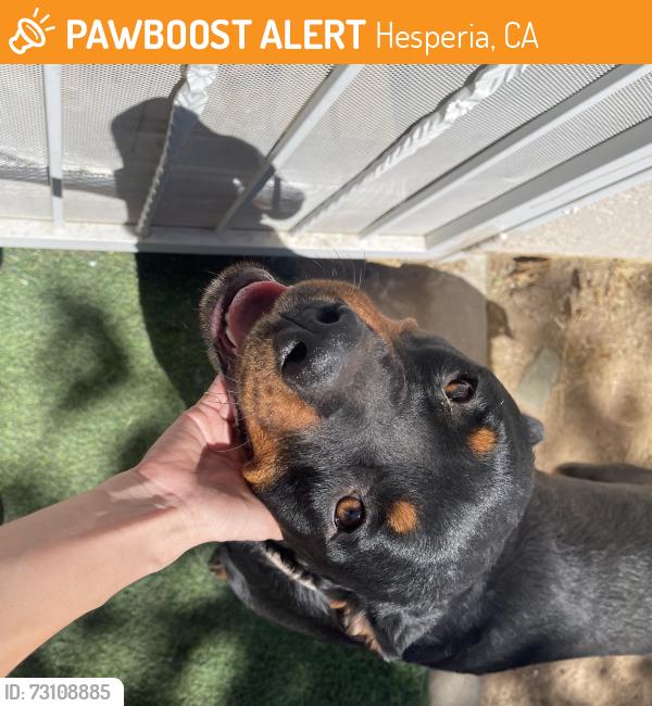 Found/Stray Female Dog last seen Oakwood ave, Hesperia, CA 92345