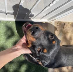 Found/Stray Female Dog last seen Oakwood ave, Hesperia, CA 92345