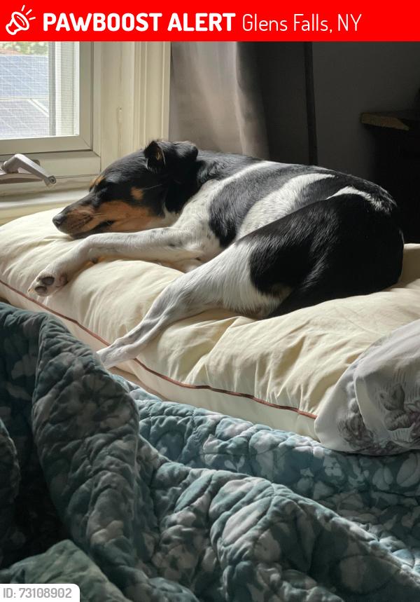 Lost Female Dog last seen Near, Glens Falls, NY 12801