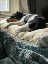 Lost Female Dog last seen Near, Glens Falls, NY 12801