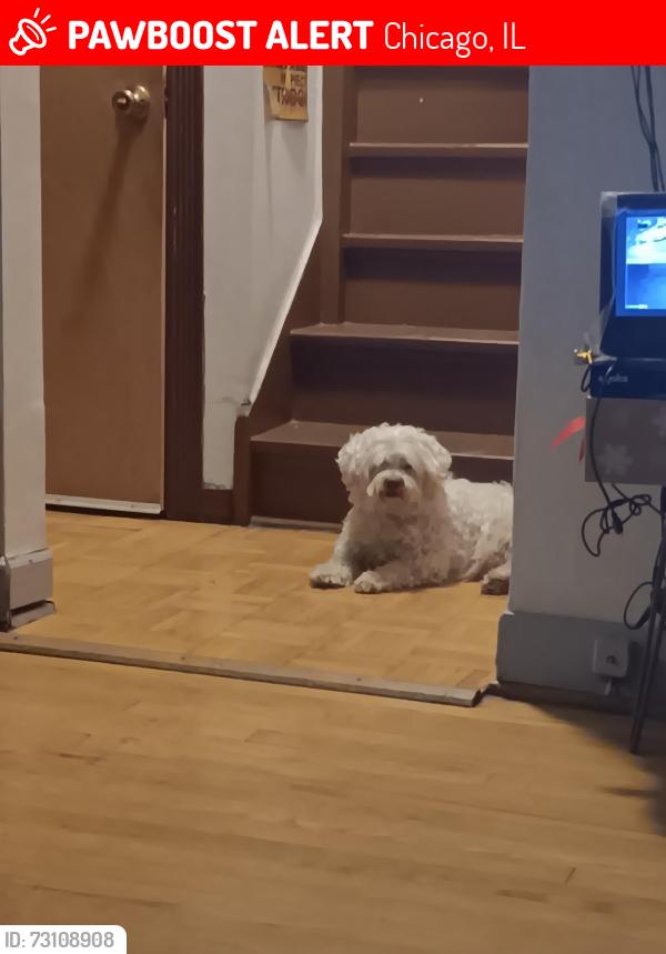 Lost Male Dog last seen 67th and Kedzie ave, Chicago, IL 60629