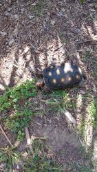 Lost Male Reptile last seen Leucadia blvd., Encinitas, CA 92024