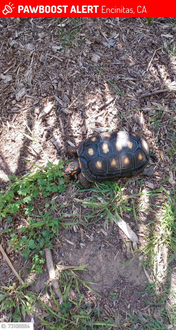 Lost Male Reptile last seen Leucadia blvd., Encinitas, CA 92024
