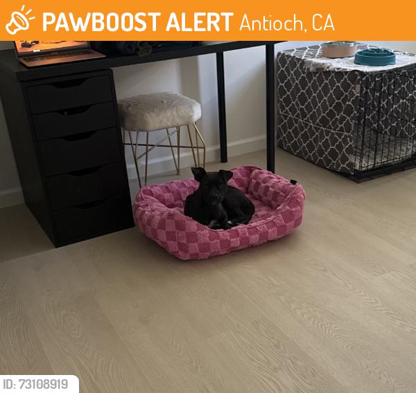 Found/Stray Female Dog last seen Behind the Middle School, Antioch, CA 94509