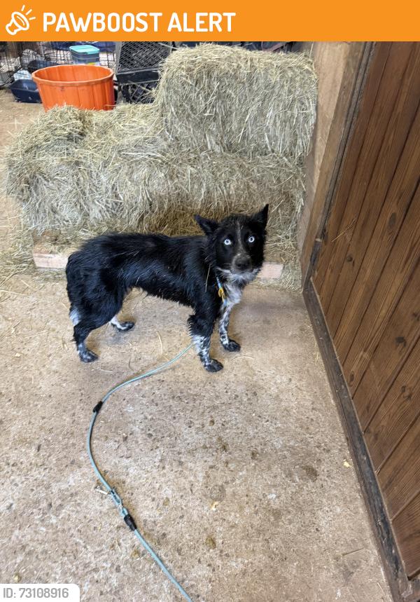 Found/Stray Female Dog last seen Rock Corner Road, Rutherford County, NC 28043
