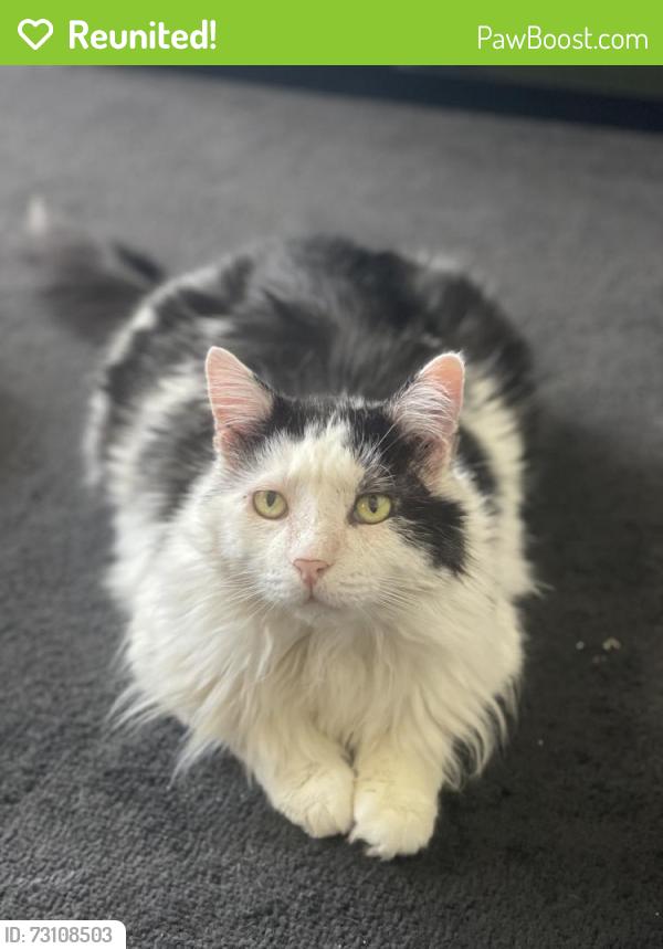 Reunited Male Cat last seen Near Saticoy St, North Hollywood, CA 91605, USA, Los Angeles, CA 91605