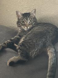 Reunited Female Cat last seen Near E 7th Ave, Aurora, CO 80010, USA, Aurora, CO 80010