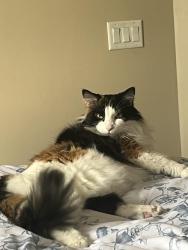 Lost Female Cat last seen Monarchos and Andrew John Dr, New Albany, OH 43054