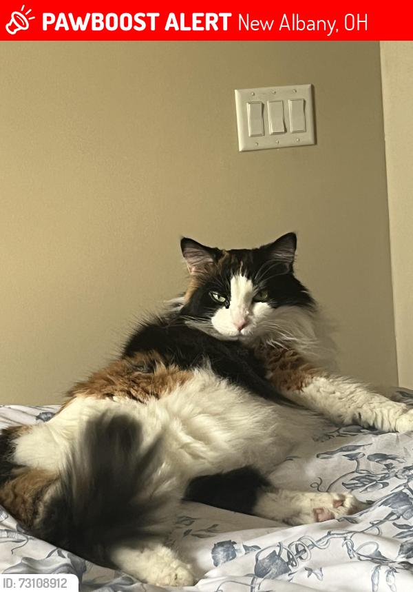 Lost Female Cat last seen Monarchos and Andrew John Dr, New Albany, OH 43054