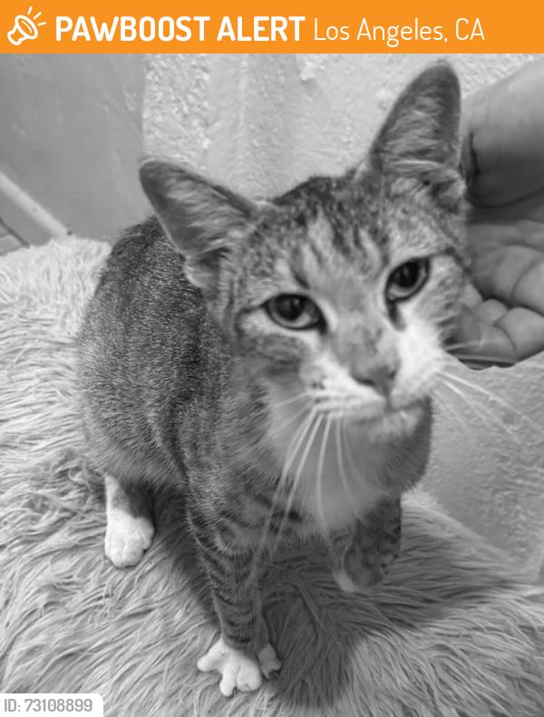 Found/Stray Unknown Cat last seen Wilton and Wilshire, Los Angeles, CA 90010