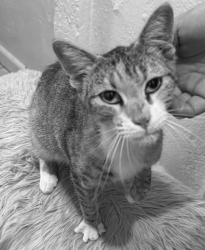 Found/Stray Unknown Cat last seen Wilton and Wilshire, Los Angeles, CA 90010
