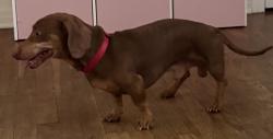Reunited Male Dog last seen Kent St, Taylor, TX 76574, USA, Taylor, TX 76574