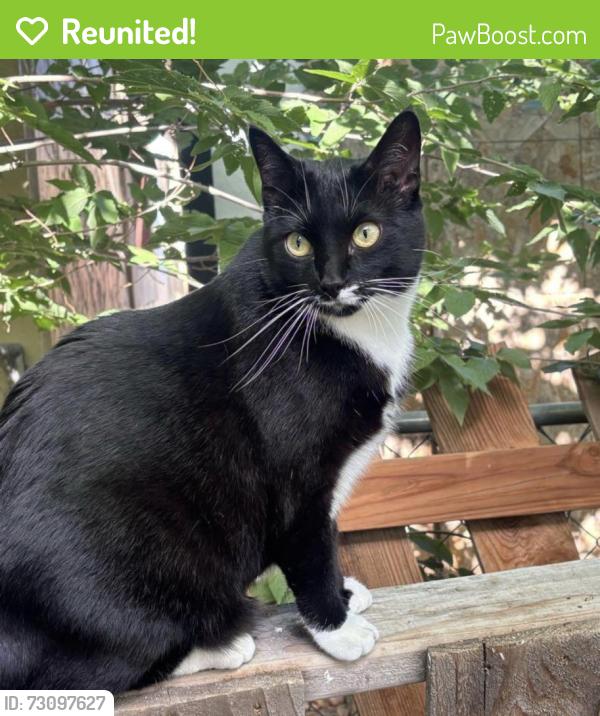 Reunited Male Cat last seen 8th and depew, Lakewood, CO 80214