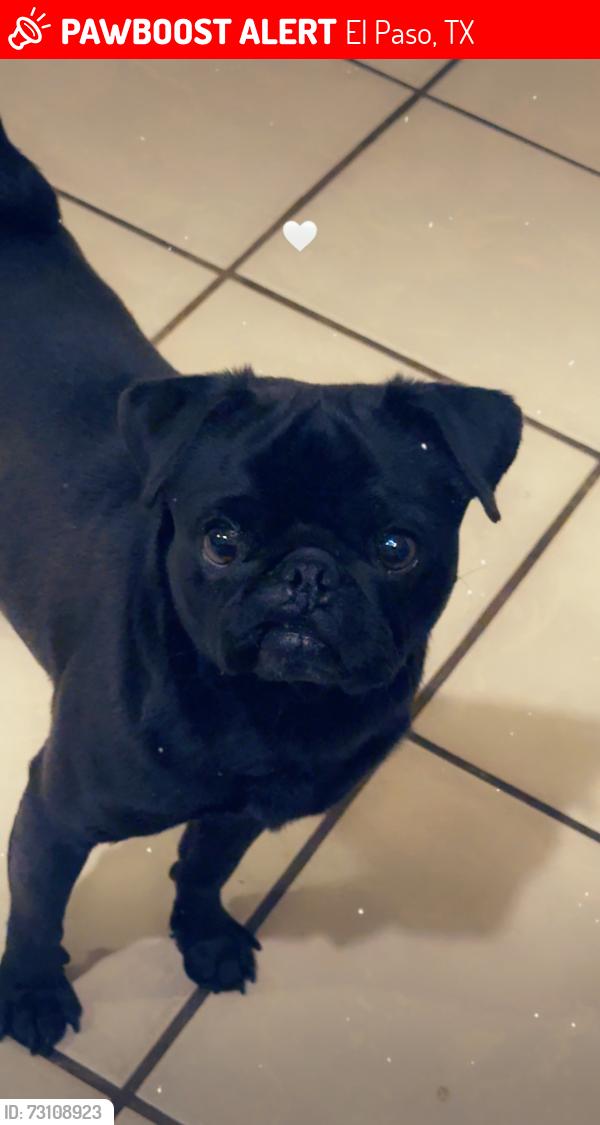 Lost Male Dog last seen Edgemere and Joe Battle, El Paso, TX 79936