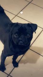 Lost Male Dog last seen Edgemere and Joe Battle, El Paso, TX 79936