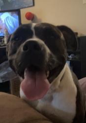 Reunited Female Dog last seen Lakefront and lake crystal, San Antonio, TX 78222