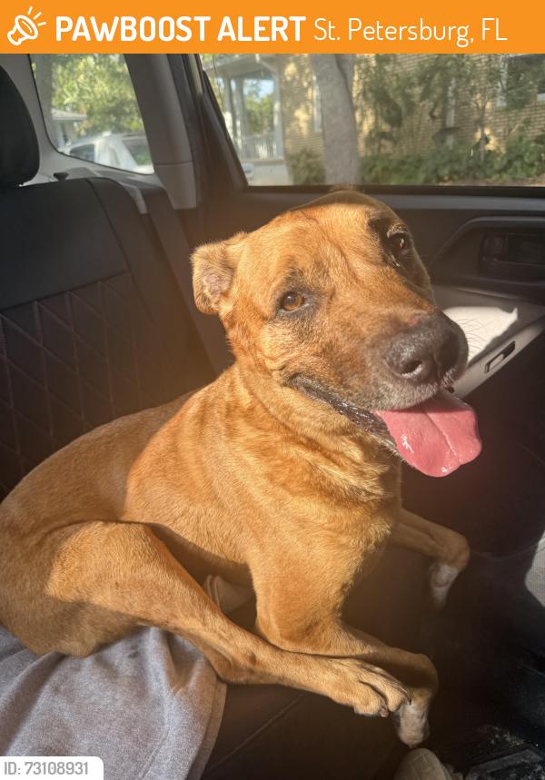 Found/Stray Male Dog last seen 15th Ave NE and Poplar, St. Petersburg, FL 33704