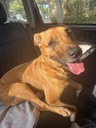 Found/Stray Male Dog last seen 15th Ave NE and Poplar, St. Petersburg, FL 33704