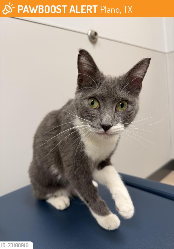Found/Stray Female Cat last seen Found in the parking garage at Toyota, Plano, TX 75024