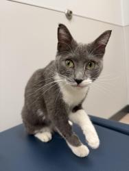 Found/Stray Female Cat last seen Found in the parking garage at Toyota, Plano, TX 75024