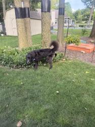 Found/Stray Male Dog last seen Barrington subdivision, Greenwood, IN 46143