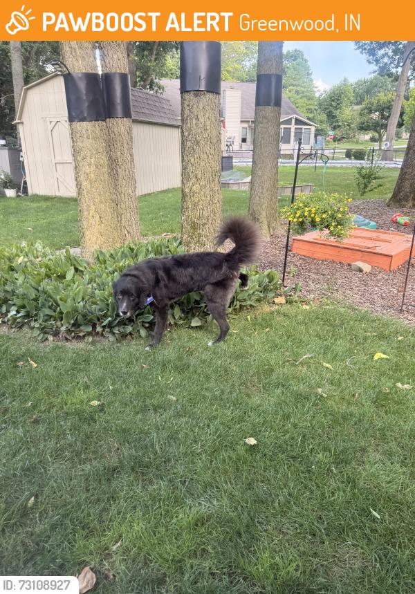 Found/Stray Male Dog last seen Barrington subdivision, Greenwood, IN 46143