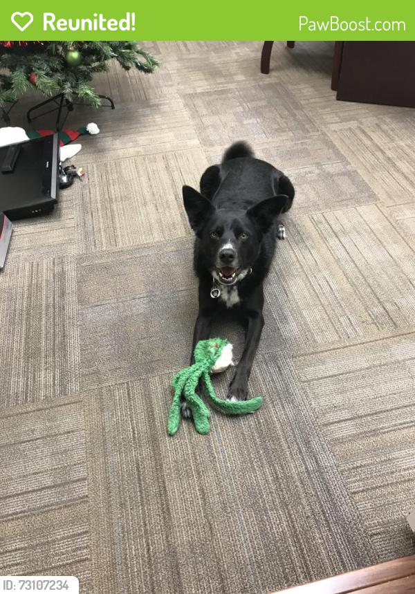 Reunited Male Dog last seen Southcliff Baptist church Hildring dr E and 820, Fort Worth, TX 76109