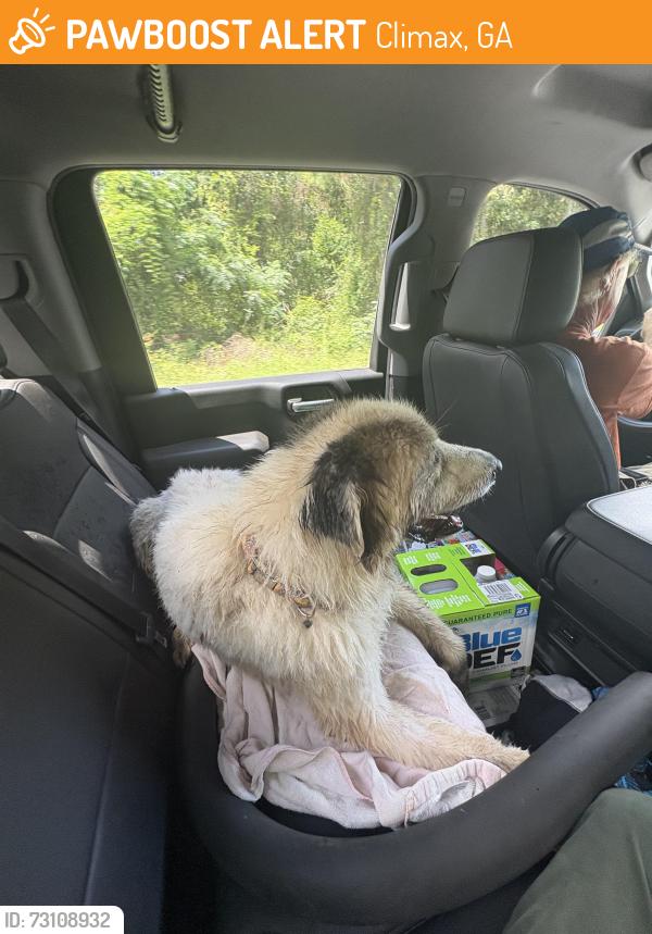 Found/Stray Female Dog last seen Lake Douglas Rd, Climax, GA 39834