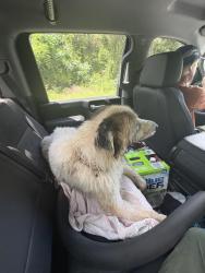 Found/Stray Female Dog last seen Lake Douglas Rd, Climax, GA 39834