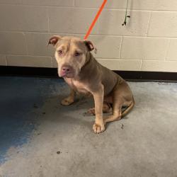 Shelter Stray Female Dog last seen , 2350 Appling City Cove, Memphis, TN 38133, USA