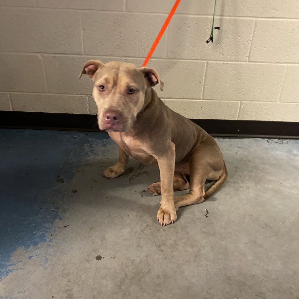 Shelter Stray Female Dog last seen , 2350 Appling City Cove, Memphis, TN 38133, USA