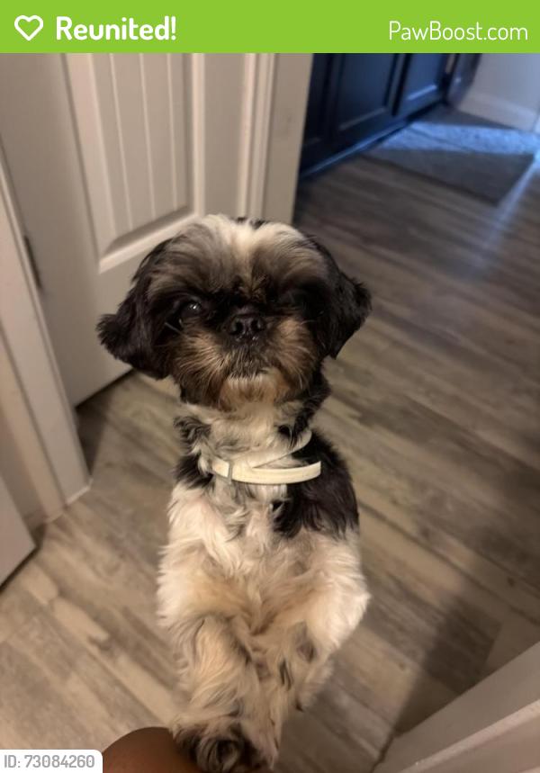 Reunited Female Dog last seen Near Harvest Salt Ln, La Marque, TX 77568, USA, La Marque, TX 77568