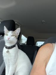 Found/Stray Female Cat last seen Cedar Ave and 160th, Apple Valley, MN 55124