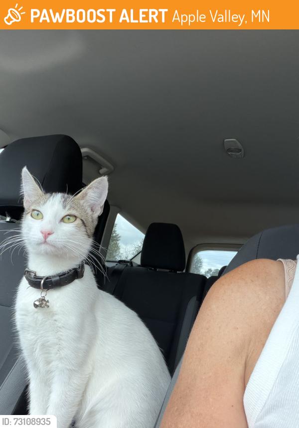 Found/Stray Female Cat last seen Cedar Ave and 160th, Apple Valley, MN 55124