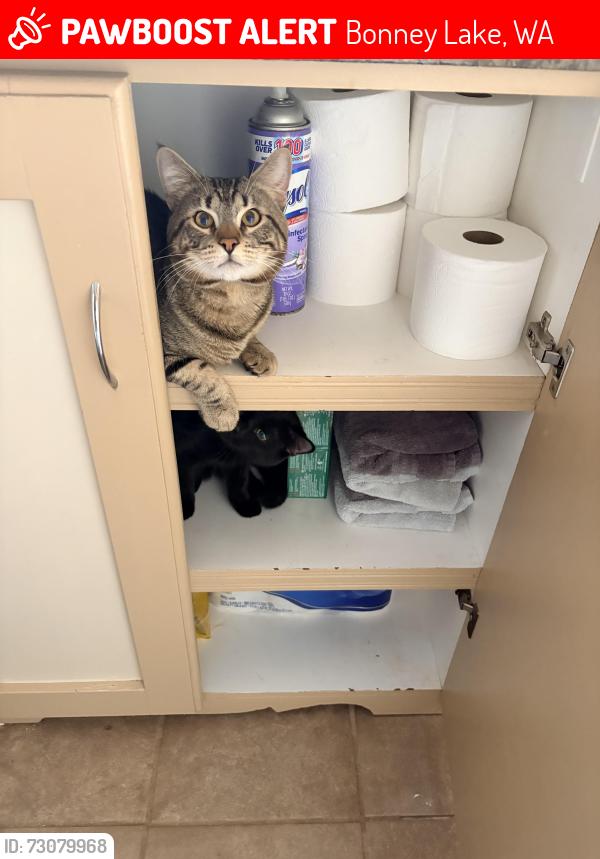 Lost Male Cat last seen 198th and Rhodes Lake Road, Bonney Lake, WA 98391