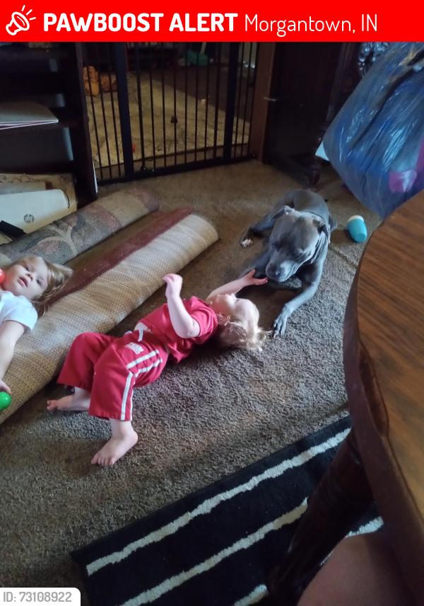 Lost Male Dog last seen Highland Street and sycamore Street, Morgantown, IN 46160
