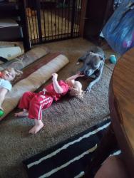 Lost Male Dog last seen Highland Street and sycamore Street, Morgantown, IN 46160