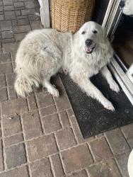 Found/Stray Male Dog last seen SE hwy 42 & SE 27ave, Marion County, FL 34491