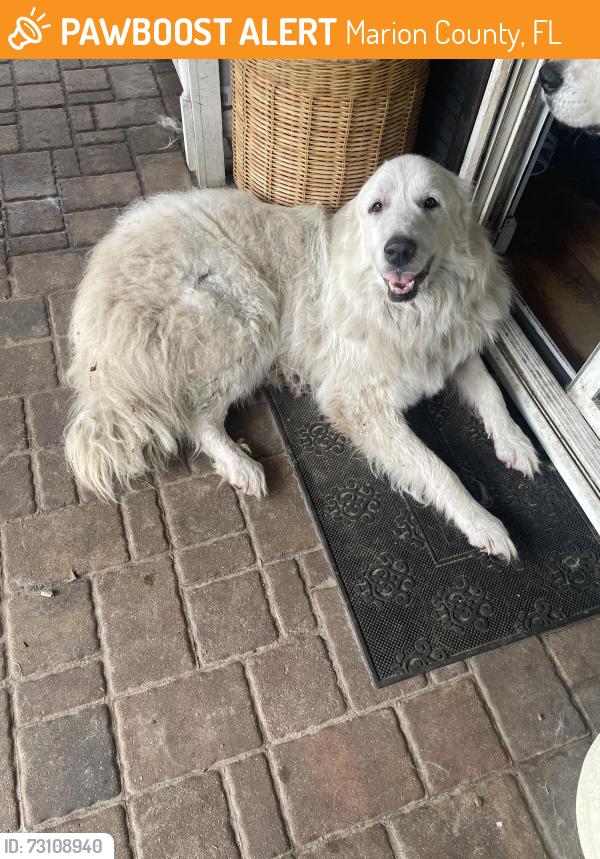 Found/Stray Male Dog last seen SE hwy 42 & SE 27ave, Marion County, FL 34491