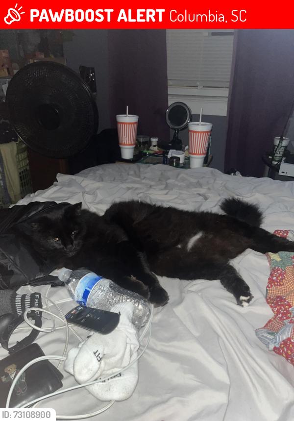 Lost Male Cat last seen Clemson and sparkleberry, sparkleberry and two notch, Columbia, SC 29054