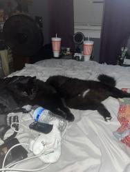 Lost Male Cat last seen Clemson and sparkleberry, sparkleberry and two notch, Columbia, SC 29054